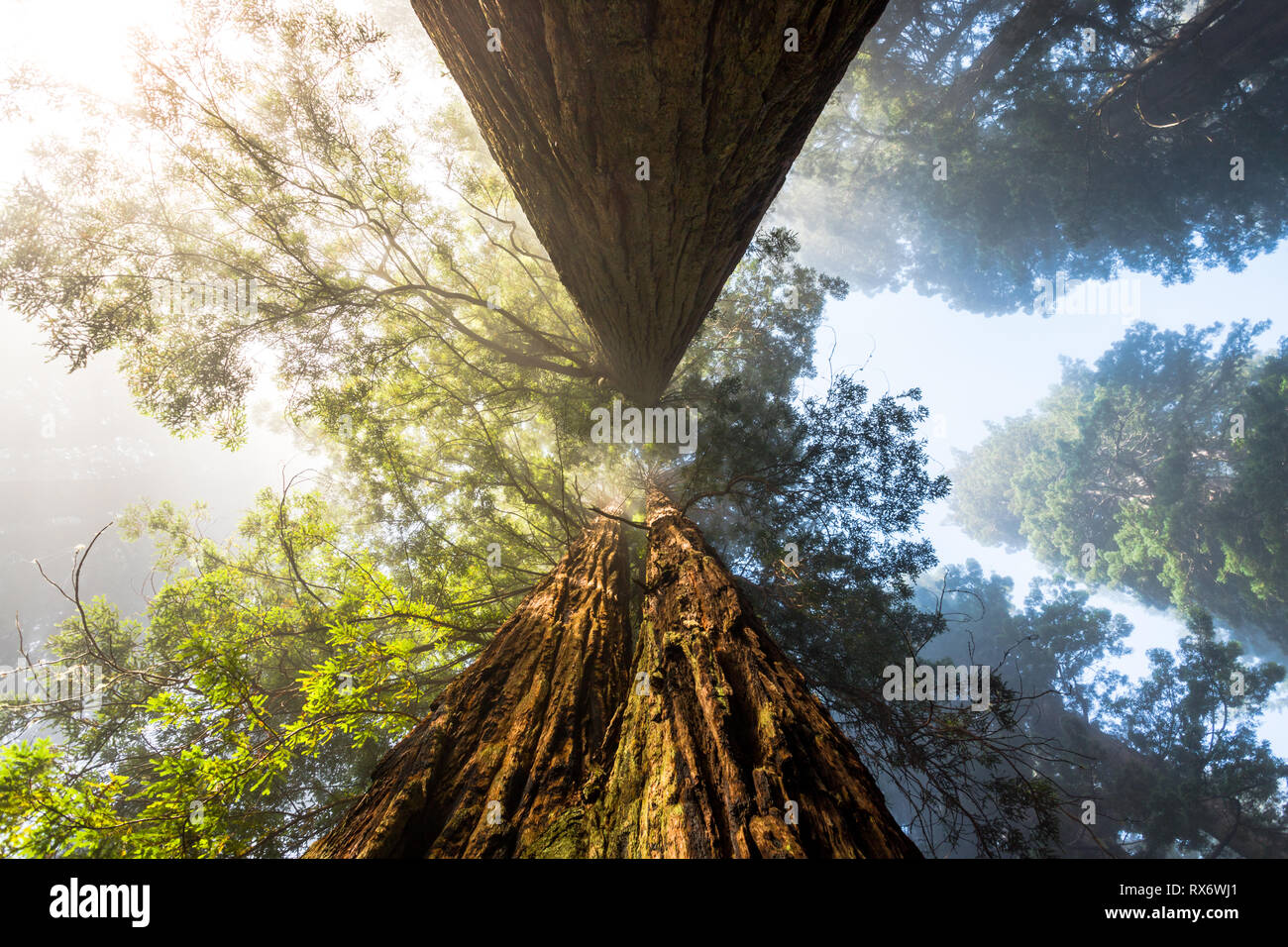 Redwoods of CA Stock Photo