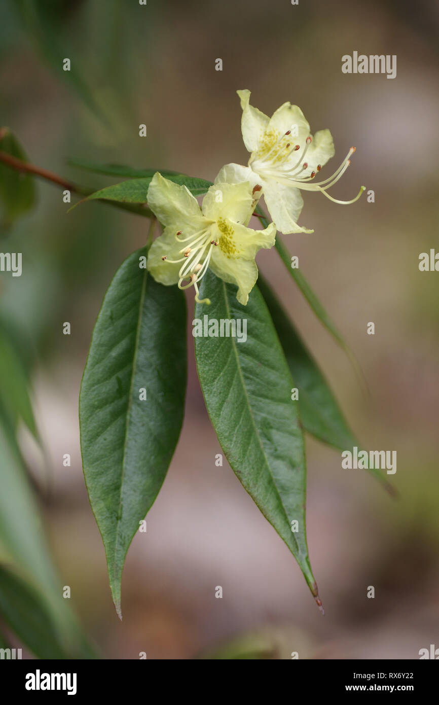 Rhododendron lutescens at Clyne gardens, Swansea, Wales, UK. Stock Photo