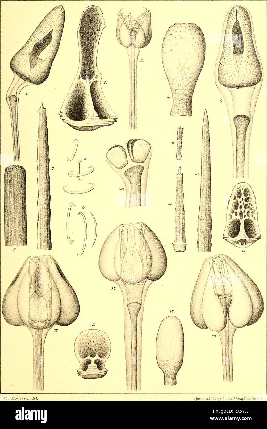 Echinoidea of the Swedish South Echinoidea of the Swedish South Polar Expedition echinoideaofswed00mort Year: 1910  SchwediscKe-Slidpolar-Exp. 1901-1903. Bd.VLL.4t. PI. 16   I, 7—8, 13, 15, 16. Sterechinus Agassizii Mrtsn. 2, 4—5, 14, 16—17. Loxechinus albus (Mol.). 3, 6, 9—12, 19. Notechinus magellanicus (Phil.)- Stock Photo