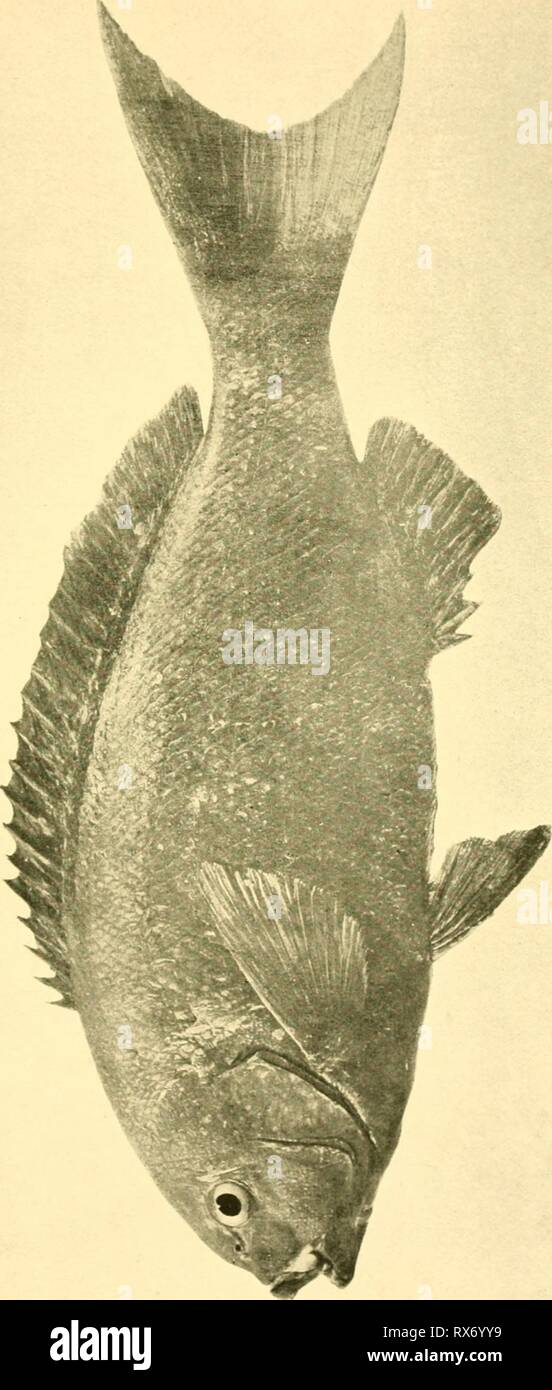 The edible fishes of New The edible fishes of New South Wales: their ...
