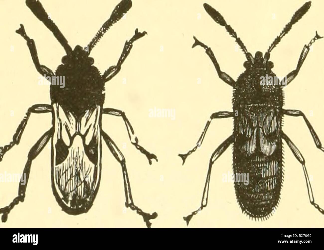 Sindurey Insect Economic entomology for the farmer Economic entomology for the farmer ...