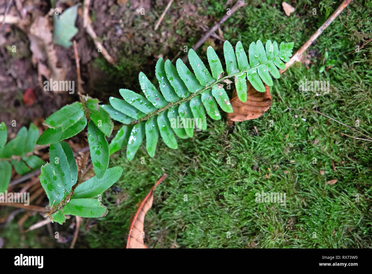 Forest path and growth Stock Photo - Alamy
