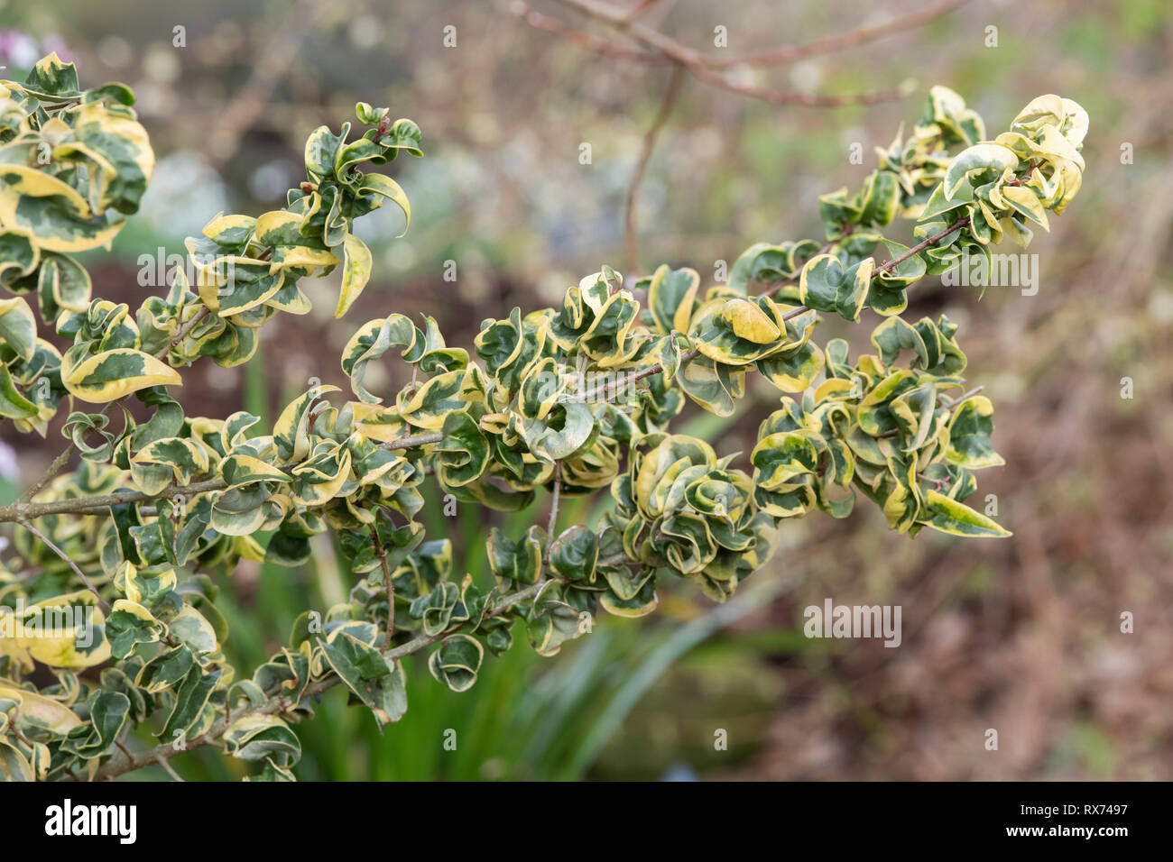 Ligustrum lucidum ‘Curly wurly’. Chinese privet 'Curly Wurly' leaves in februray. UK Stock Photo