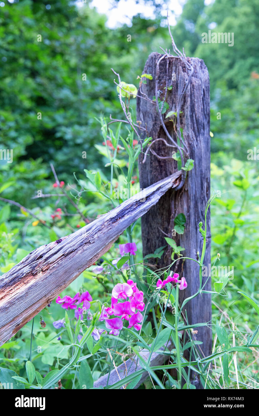 Wild Snapdragons Stock Photo