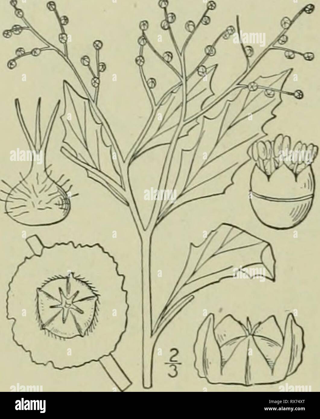 An illustrated flora of the An illustrated flora of the northern United States, Canada and the British possessions : from Newfoundland to the parallel of the southern boundary of Virginia and from the Atlantic Ocean westward to the 102nd meridian ed2illustratedflo02brit Year: 1913  CHEXOPODIACEAE. Vol. II. 4. CYCLOLOMA Aloq. Enum. Chenop. 17. 1840. An annual diffusely branched glabrous or cobwebby-pubescent herb, with alternate peti- oled irregularly toothed leaves, and small sessile bractless perfect or pistillate flowers in panicled interrupted spikes. Calyx S-lobed, the lobes keeled in flow Stock Photo