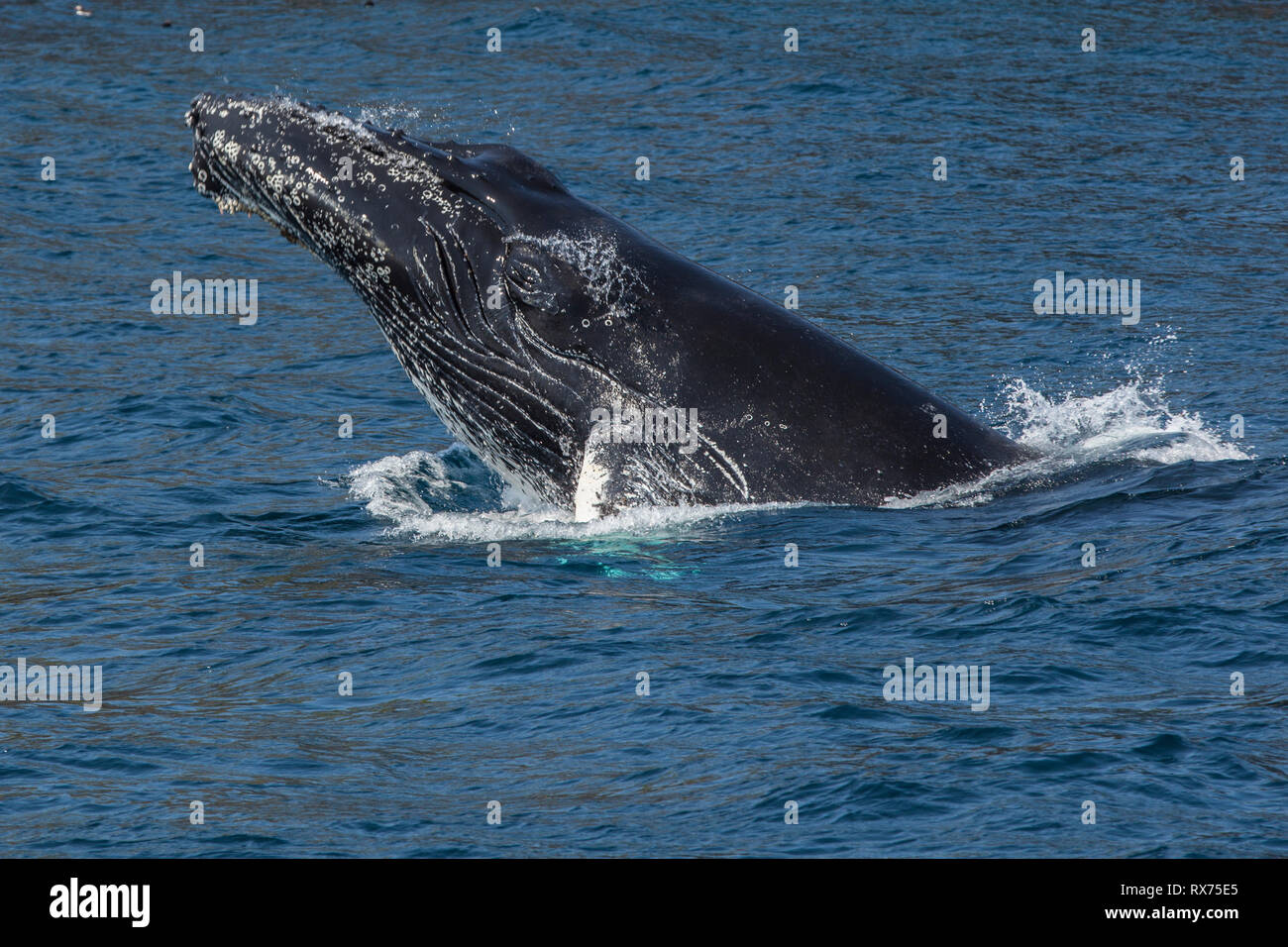 Humpback Whale breaching, Witless bay Ecological reserve, Newfoundland, Canada Stock Photo