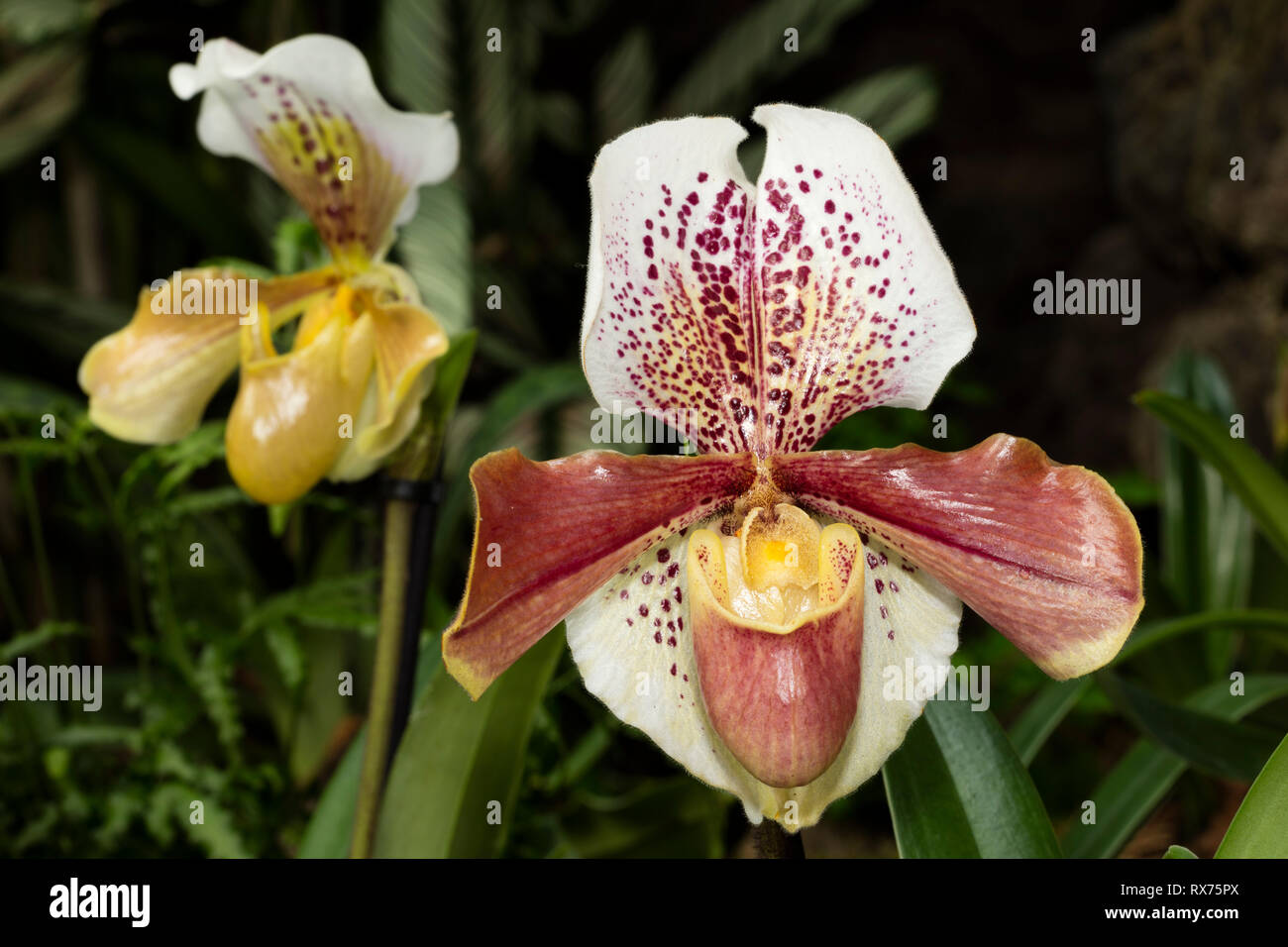 botany, lady's slipper, (Paphiopedilum), orchid, (orchidaceae), blossom, Additional-Rights-Clearance-Info-Not-Available Stock Photo