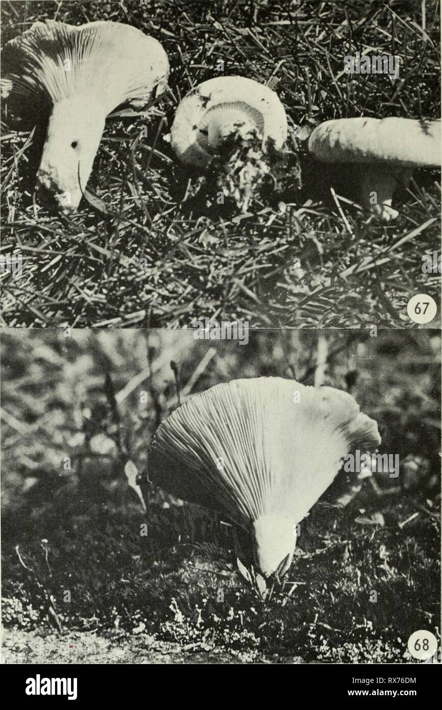 Edible and poisonous mushrooms of Edible and poisonous mushrooms of Canada ediblepoisonousm00grov Year: 1979  Figure 67. Lactarius deceptiviis. Figure 68. Russula delica. 28 Stock Photo