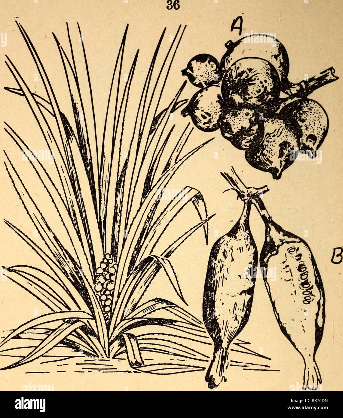 Edible and poisonous plants of Edible and poisonous plants of the Caribbean region ediblepoisonousp00dahl Year: 1944  27. A—PlNGWING Bromelia Pinguin B—PlRO Bromelia Karatas The sour pingwing may be eaten raw or cooked. It is used to prepare a tart beverage similar to lemonade. The very young, tender leaves or sprouts or the center of the plant may be cooked as greens. Pingwing is a common wild plant of the Caribbean lowlands, growing abundantly in thickets and hedges. This fruit is similar to the cultivated pineapple; its leaves are spiny and the ripe fruits are yellow or red. Other names for Stock Photo
