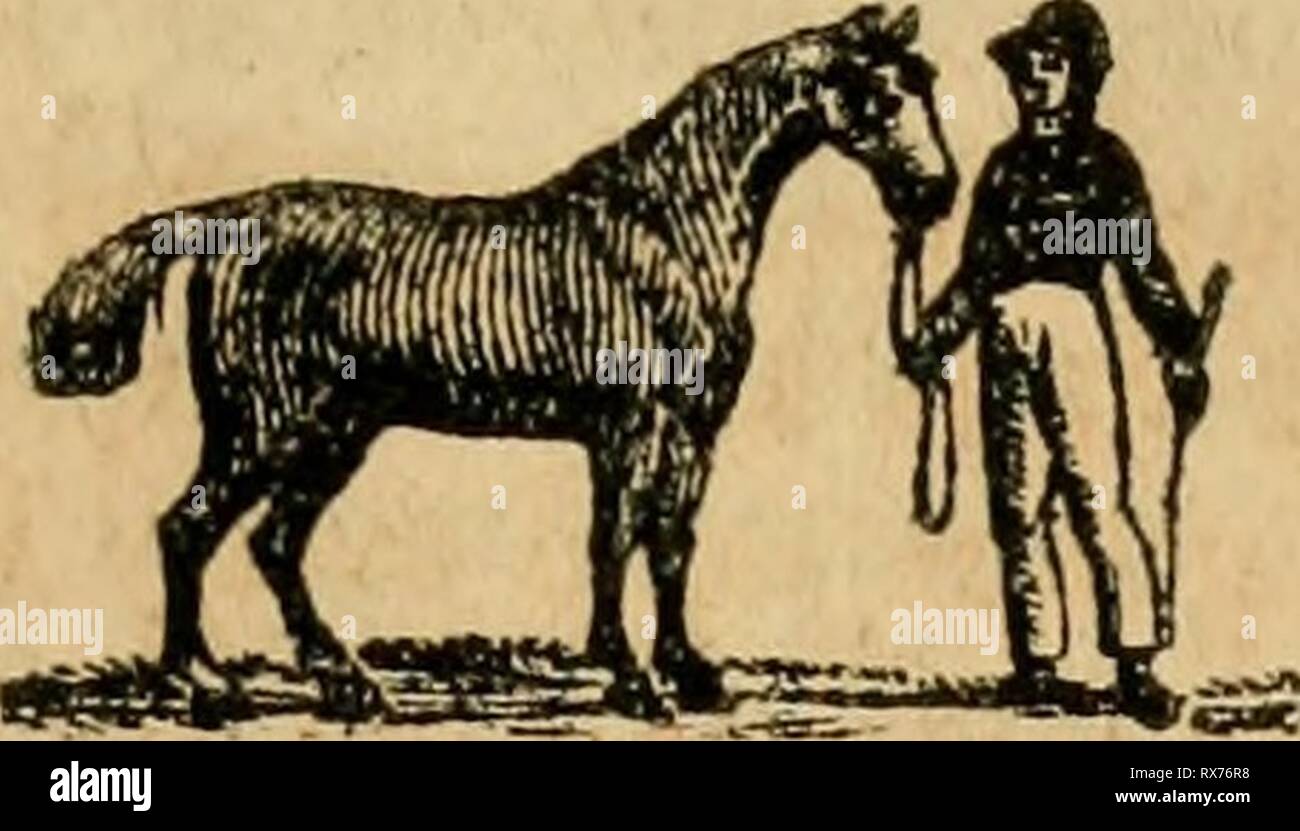 The educated horse teaching Stock Photo Alamy