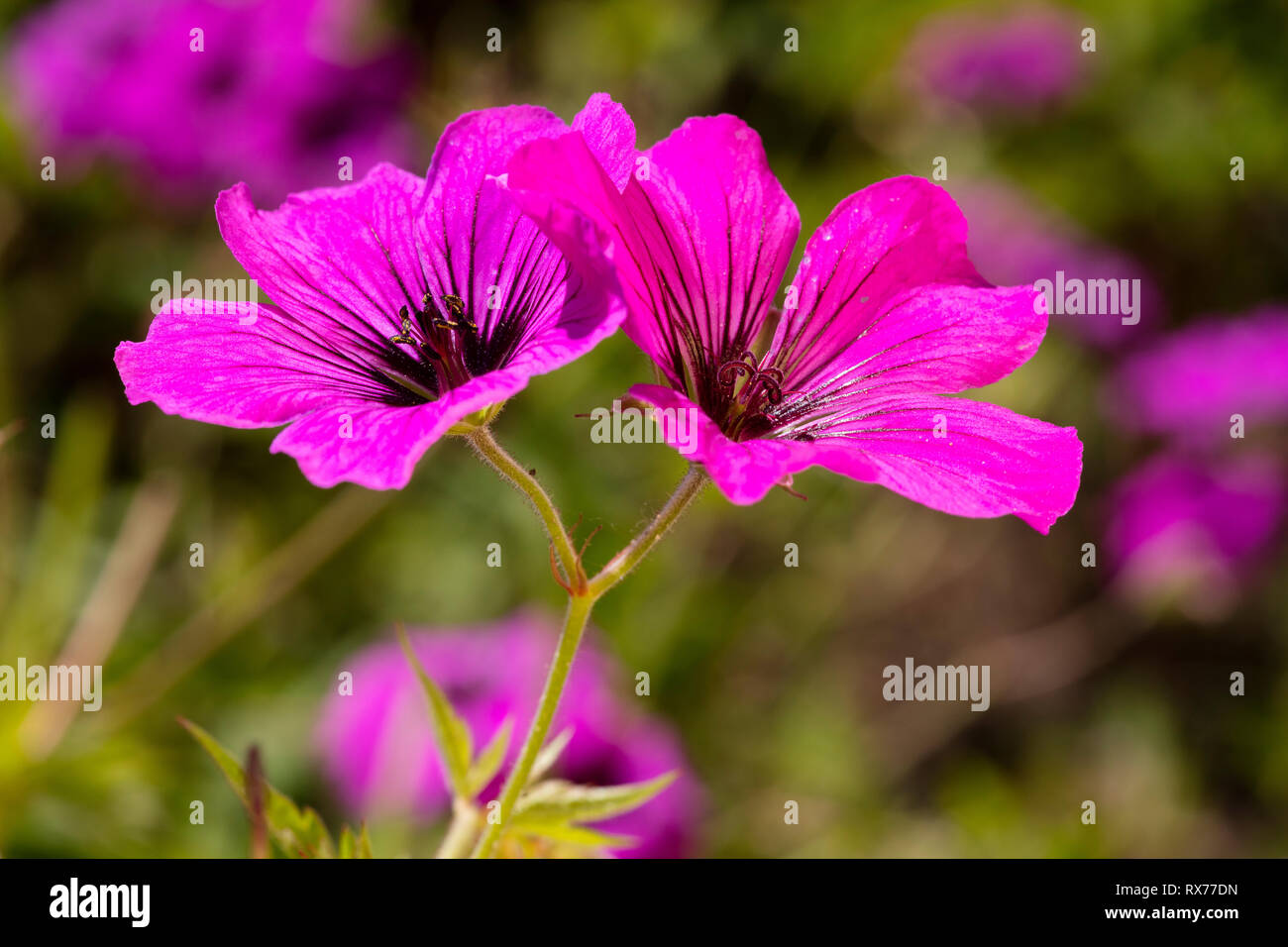 Armenian cranesbill (Geranium psilostemon), Additional-Rights-Clearance-Info-Not-Available Stock Photo