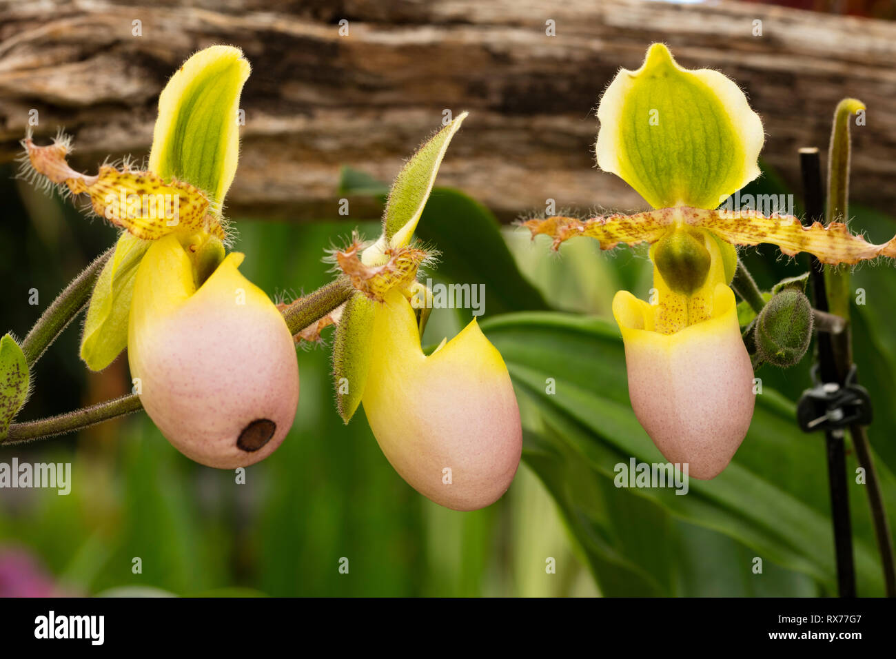 botany, Slipper orchid (Paphiopedilum), Additional-Rights-Clearance-Info-Not-Available Stock Photo