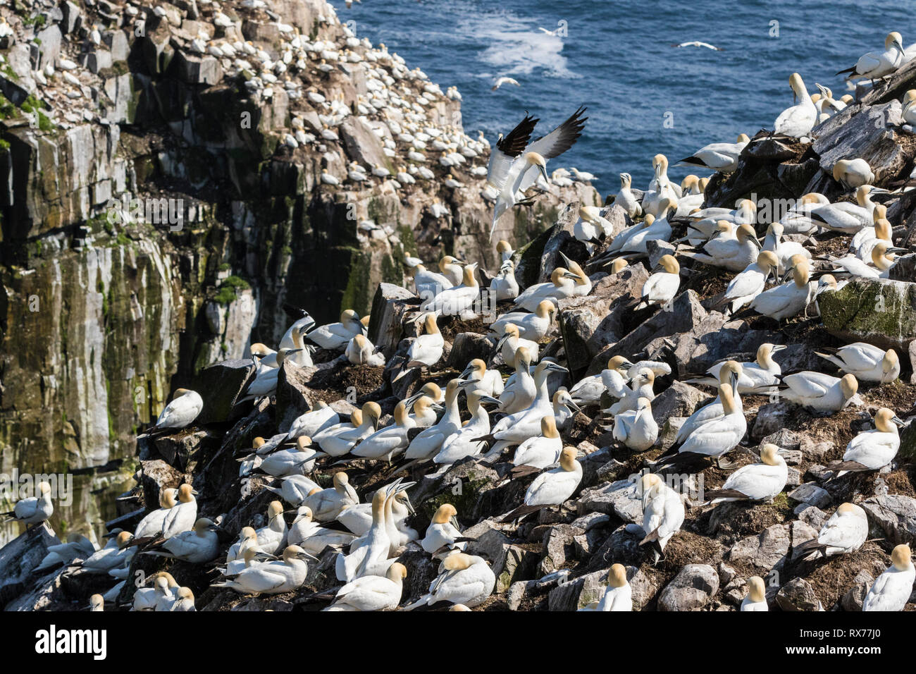 Overview Bird Breeding Colony Hi res Stock Photography And Images Alamy Overview Bird Breeding Colony Hi res Stock Photography And Images Alamy