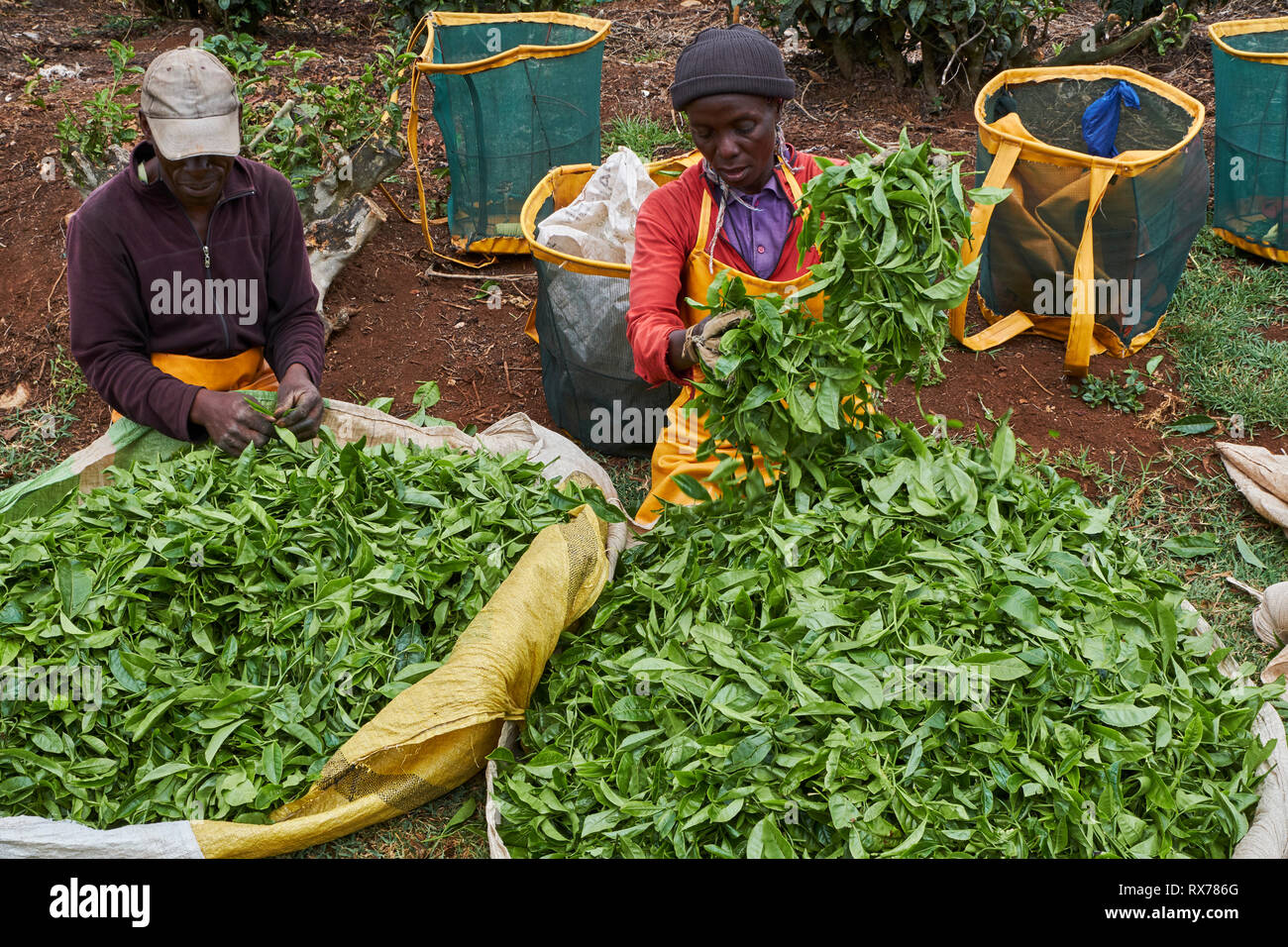Kenya, Kericho county, Kericho, tea collect and weighing Stock Photo ...