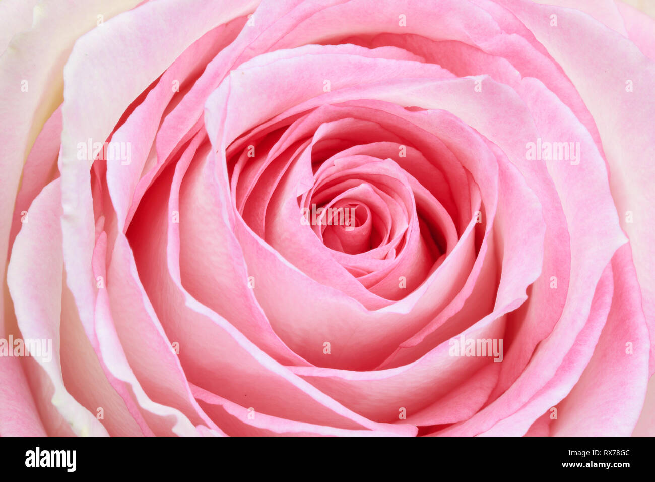 Additional flower details hi-res stock photography and images - Alamy