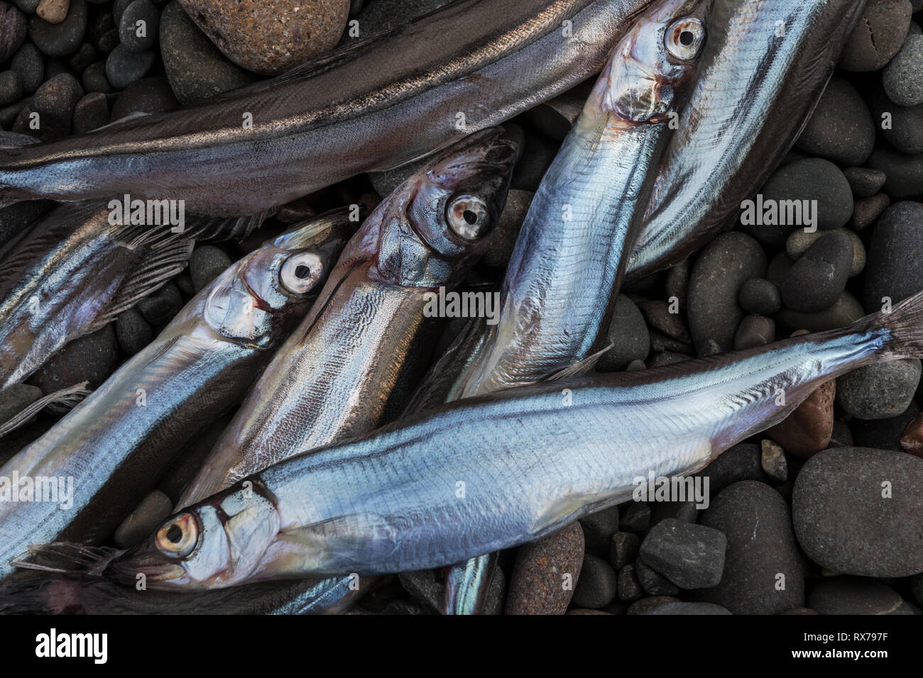 capelin washed up on the rocky beach, food for whales and seabirds, St. Vincent's beach, St. Vincent, Newfoundland, Canada Stock Photo