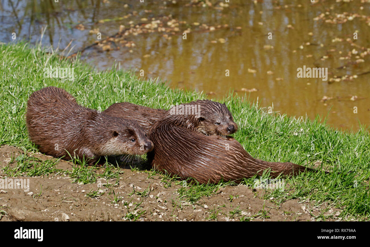 Group of Eurasian Otters (lutra lutra) playing Stock Photo