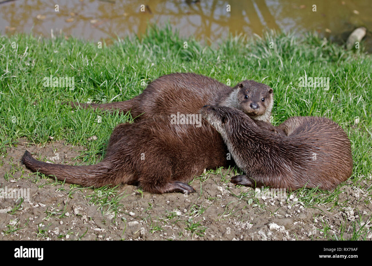 Group of Eurasian Otters (lutra lutra) playing Stock Photo