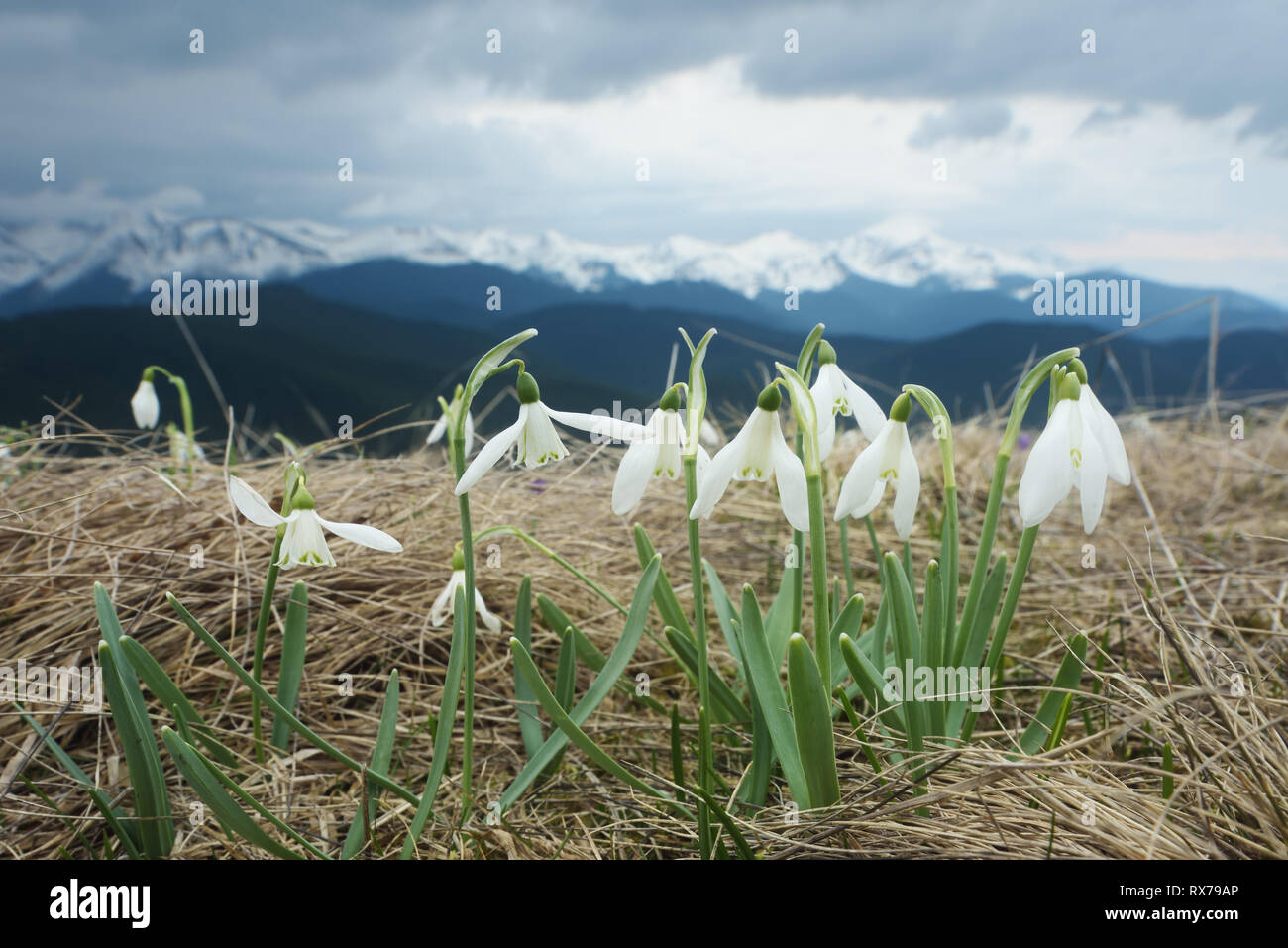 First spring flowers. Blooming white snowdrops in mountains Stock Photo