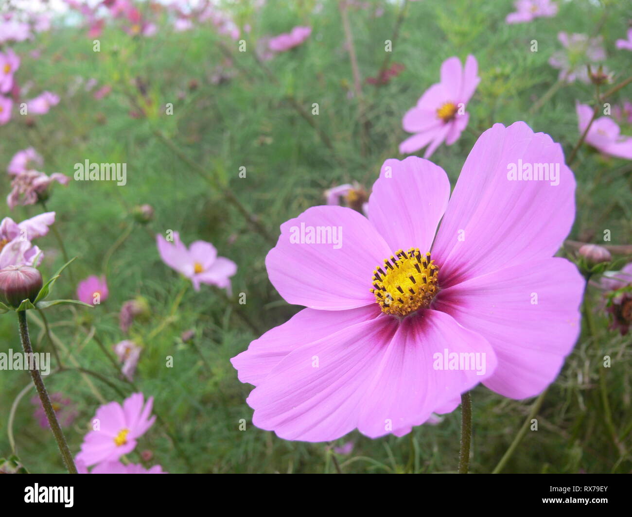 big beet with pink flowering kosmeen flowers Stock Photo