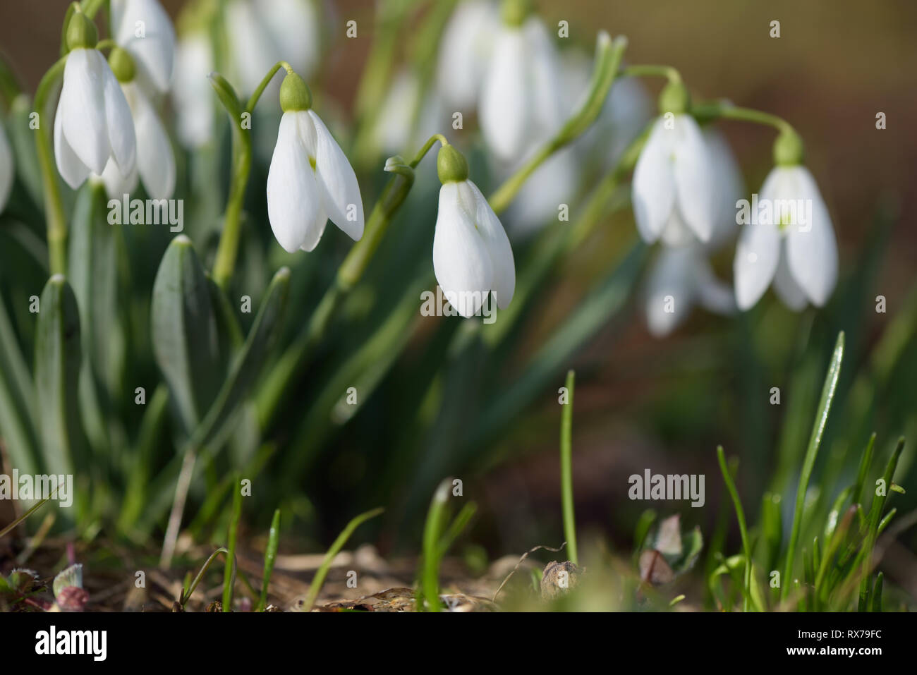Bouquet of spring flowers. White snowdrops blooming in meadow. Sunny weather Stock Photo
