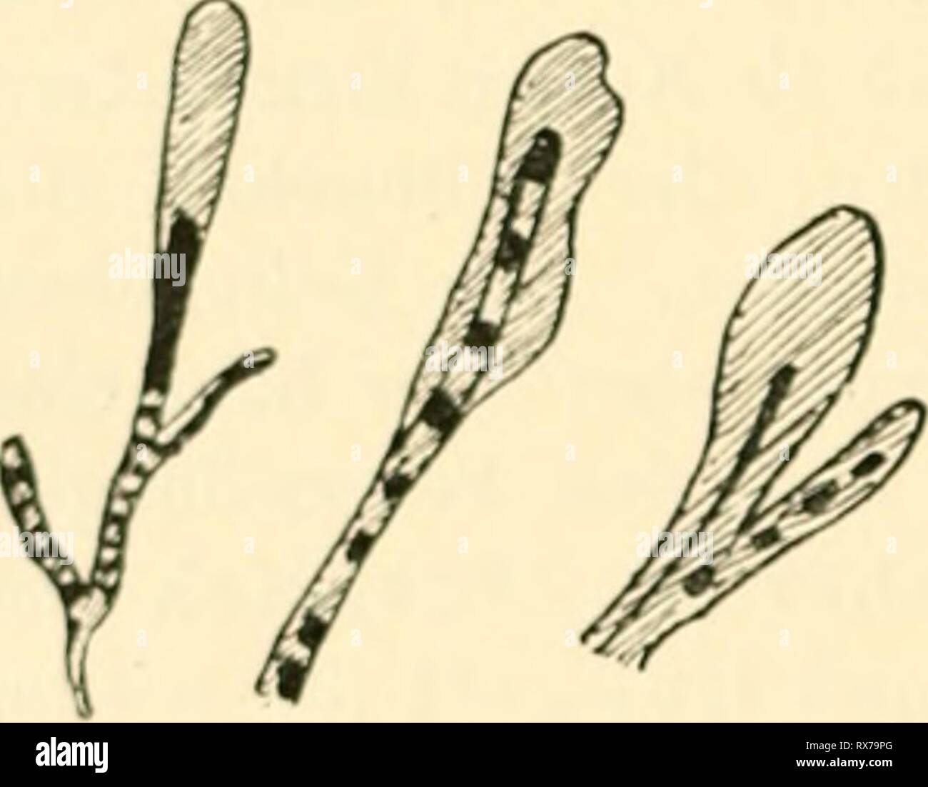 Einfhrung in die Agrikulturmykolgie (1912) Einfhrung in die Agrikulturmykolgie einfhrungindieag00koss Year: 1912  — Mykologie des Düng Dupont (2) u. a. Anaerobe Bakterien wurden insbesondere von Sewerin (3) im Pferdemist gefunden. Auf das Vorkommen von Vibrio- Arten und Spirillen in der Dünger-Jauche weist Kutscher (1) hin. Auch Sarcina-Arten wurden in Mist und Jauche angetroffen, so von Sames il), F. Schönfeld (1) u.a. Bedeutung kommt auch den im Dünger befindlichen Strahlenpilzen (Aktinomyceten) zu. Solche wurden daraus z. B. von Sewerin (4| und von Tsiklinsky ili isoliert. J. Choutkevitsch  Stock Photo