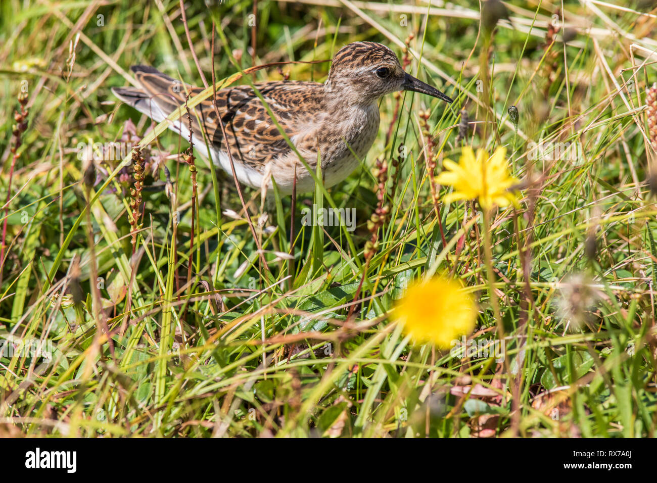 least sandpiper (Calidris minutilla)smallest shorebird, hiding in the grass at Cape St. Mary's Newfoundland, Canada Stock Photo