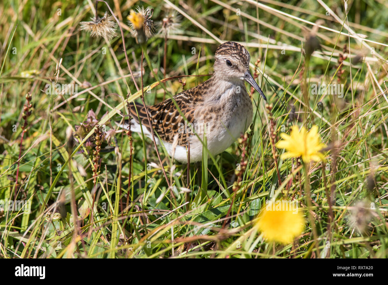 least sandpiper (Calidris minutilla)smallest shorebird, hiding in the grass at Cape St. Mary's Newfoundland, Canada Stock Photo