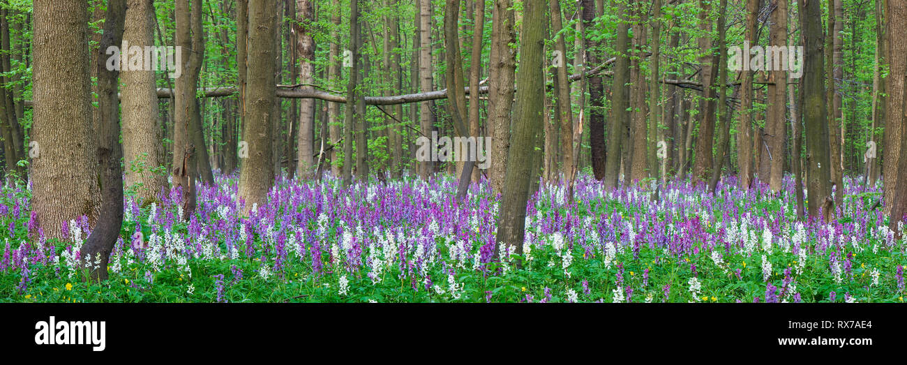 Spring forest. Panorama. The first flowers Stock Photo - Alamy