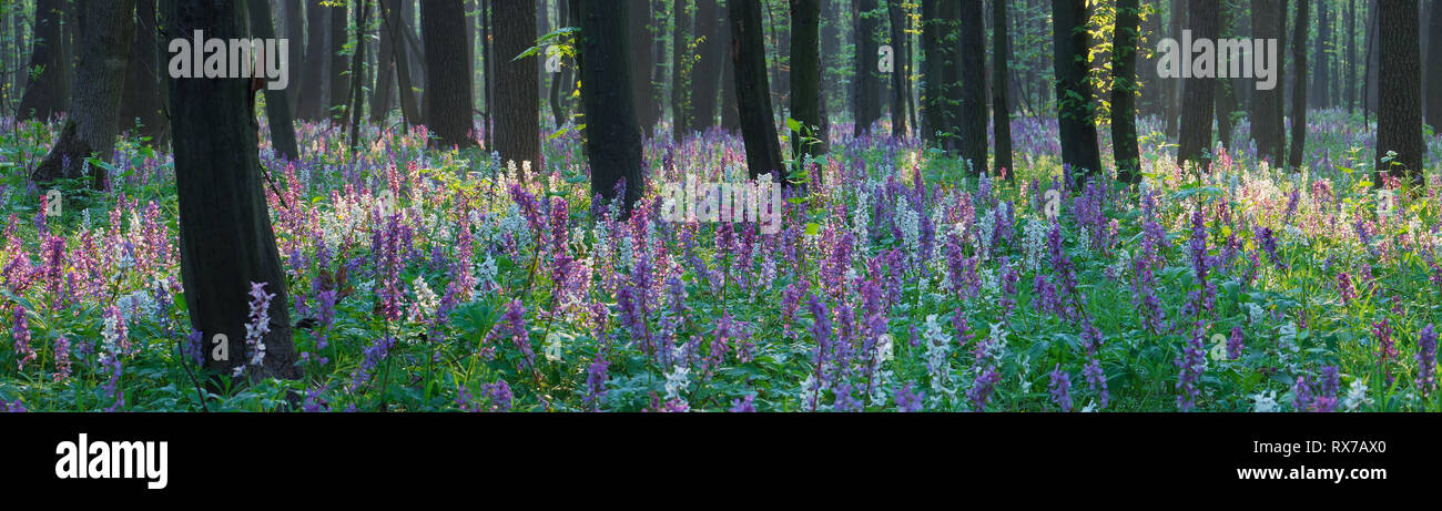 Spring panorama. Flowers in the forest. Beauty in nature Stock Photo