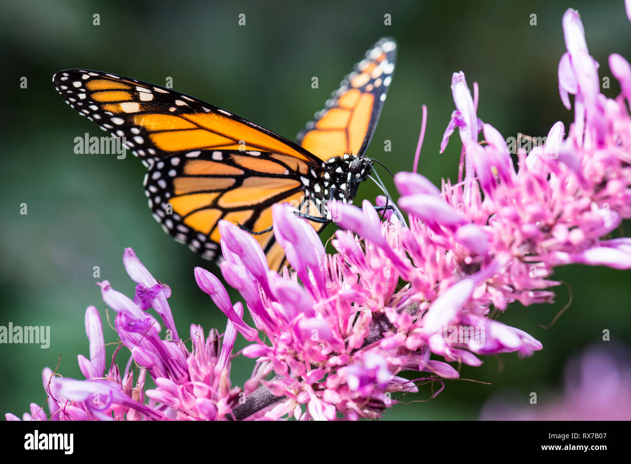 Monarch butterfly (Danaus plexippus) feeding on a flower, Botanical ...