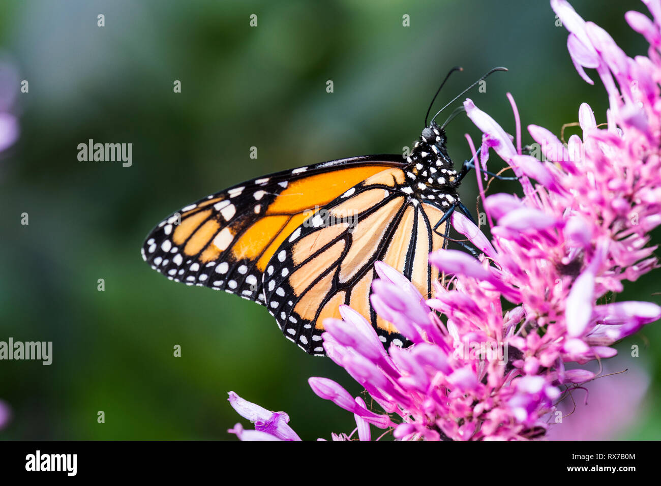 Monarch butterfly (Danaus plexippus) feeding on a flower, Botanical