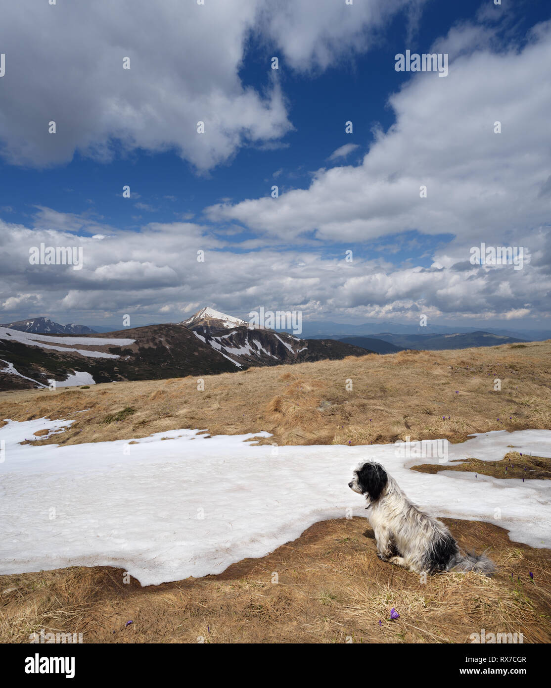 Spring landscape with last snow. Dog sitting on a mountain meadow. Sunny day. Carpathians, Ukraine, Europe Stock Photo