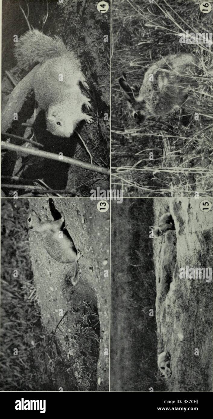 Ecology of the aspen parkland Stock Photo Alamy
