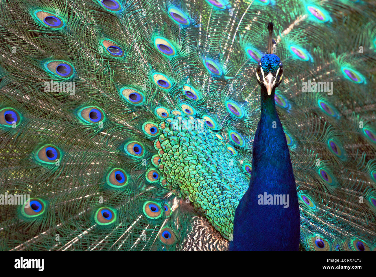 Peacock presenting its plumage, head on view looking into the lens Stock Photo