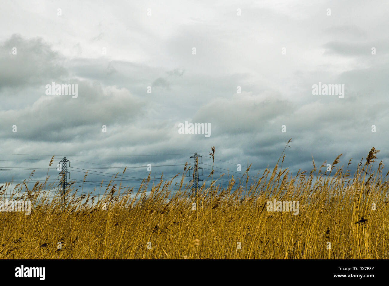 Newport Wetlands Reeds with Pylons passing though overhead, transmitted electricty from the power station to the National Grid at Newport South Wales Stock Photo