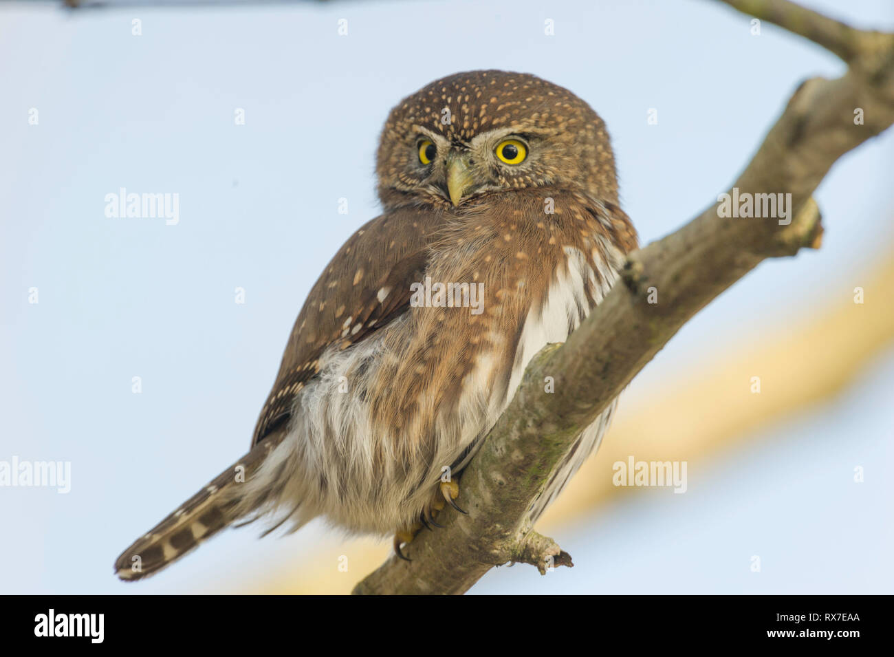 The Northern Pygmy-Owl may be tiny, but it’s a ferocious hunter with a taste for songbirds. These owls are mostly dark brown and white, with long tails, smoothly rounded heads, and piercing yellow eyes. They hunt during the day by sitting quietly and surprising their prey. Stock Photo