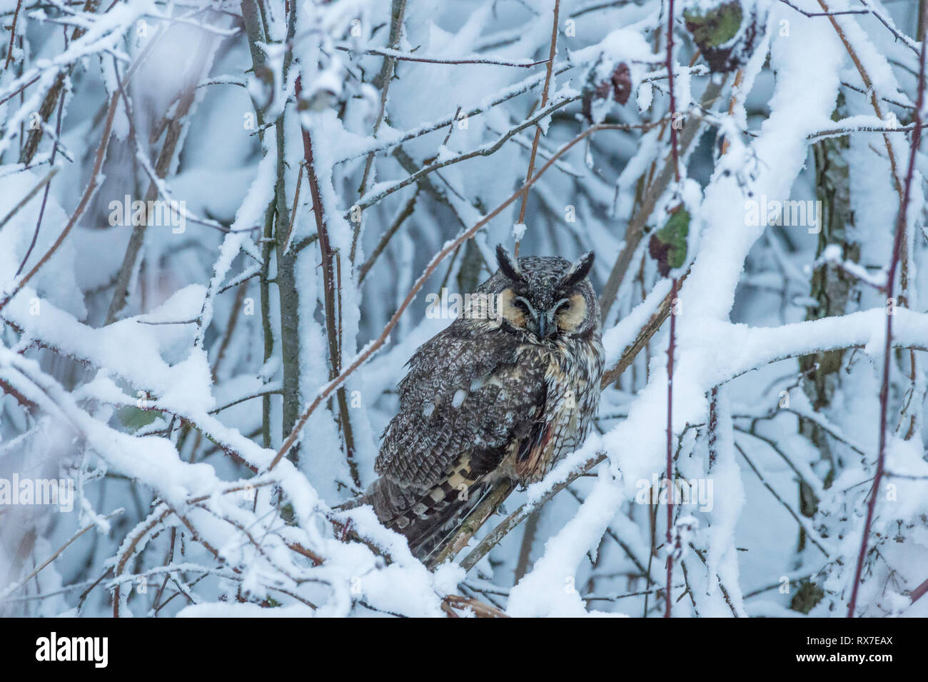 Long-eared Owls(Asio otus) are lanky owls that often seem to wear a surprised expression thanks to long ear tufts that typically point straight up like exclamation marks. These nocturnal hunters roost in dense foliage, where their camouflage makes them hard to find, and forage over grasslands for small mammals. Stock Photo