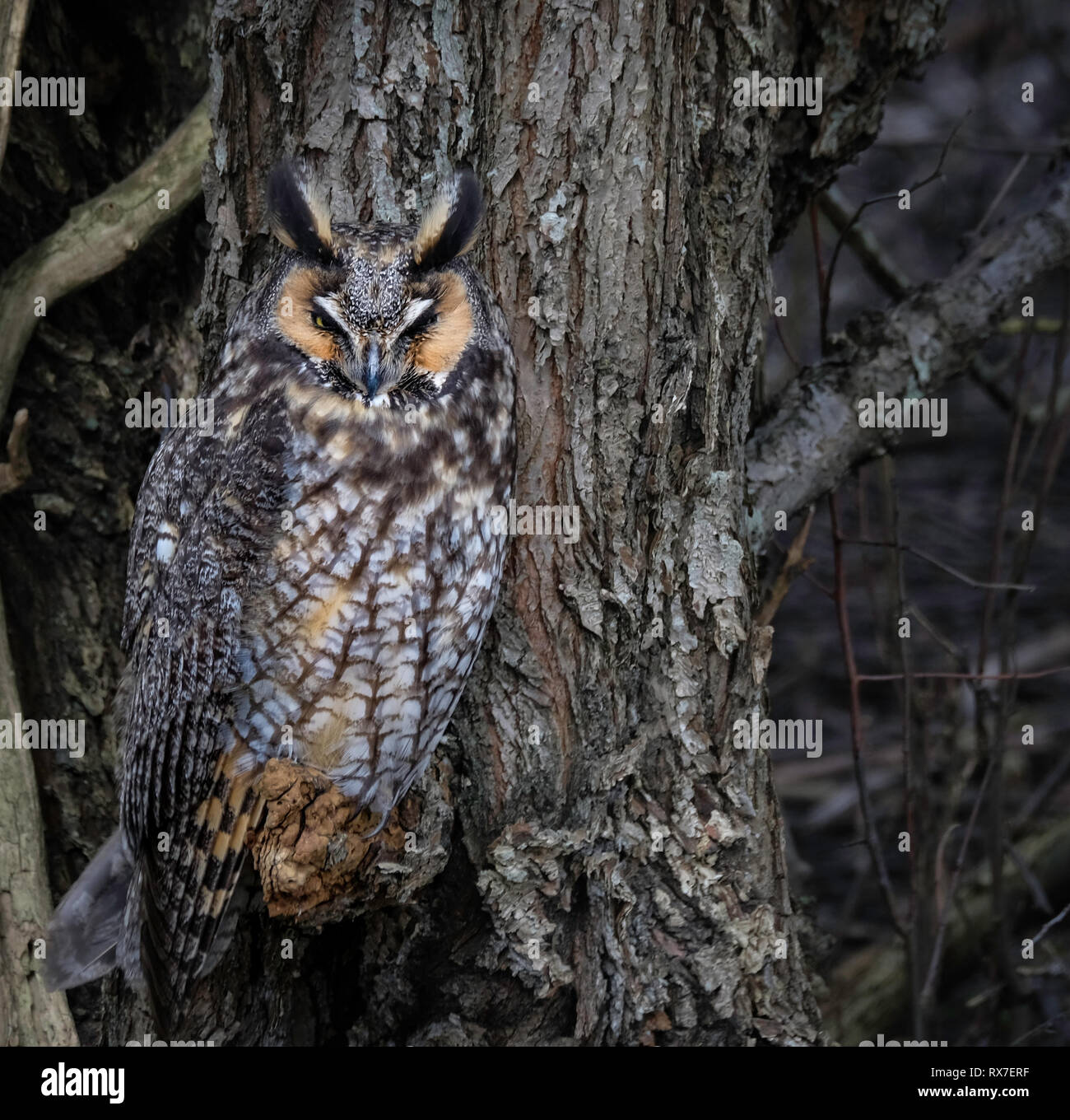 Long-eared Owls(Asio otus) are lanky owls that often seem to wear a surprised expression thanks to long ear tufts that typically point straight up like exclamation marks. These nocturnal hunters roost in dense foliage, where their camouflage makes them hard to find, and forage over grasslands for small mammals. Stock Photo