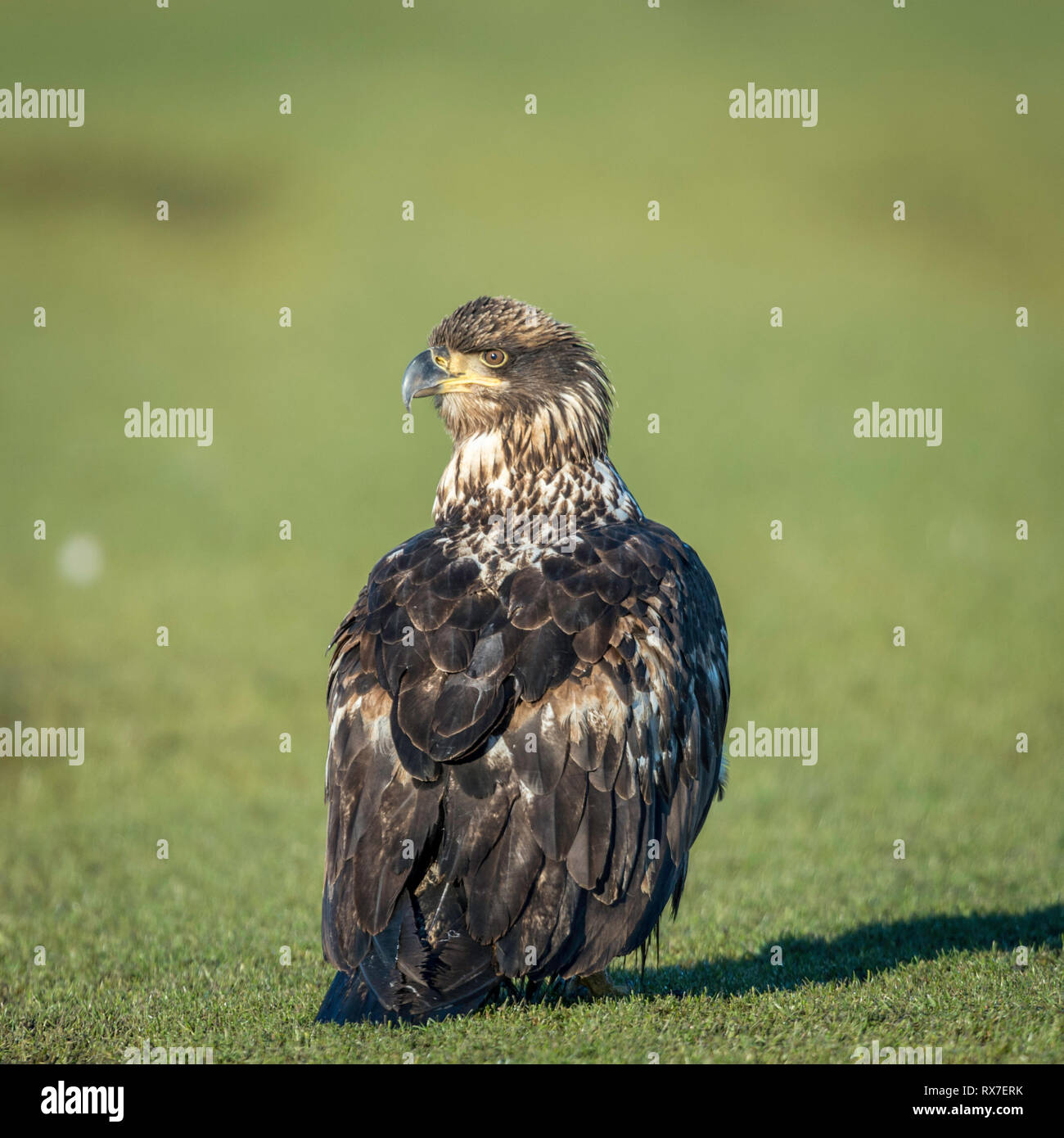 The bald eagle is a bird of prey found in North America. A sea eagle, it has two known subspecies and forms a species pair with the white-tailed eagle Stock Photo