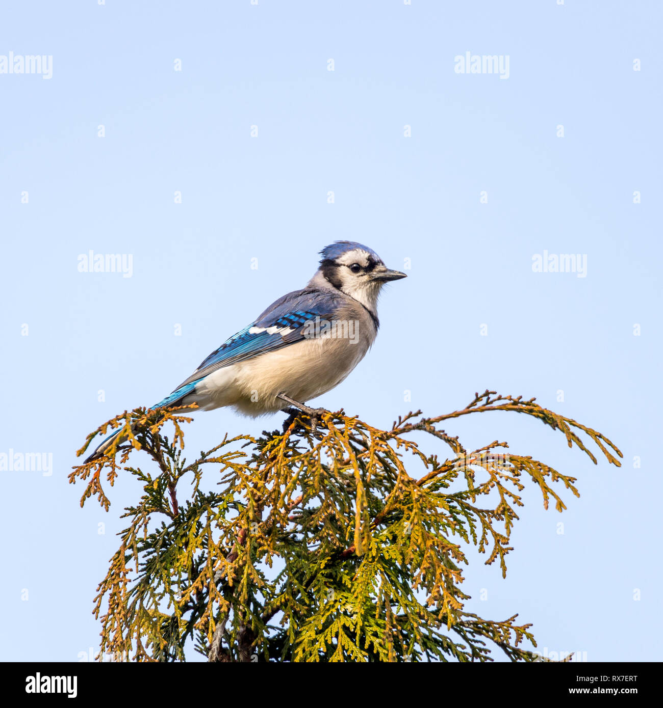 The blue jay is a passerine bird in the family Corvidae, native to North America. It is resident through most of eastern and central United States, although western populations may be migratory Stock Photo