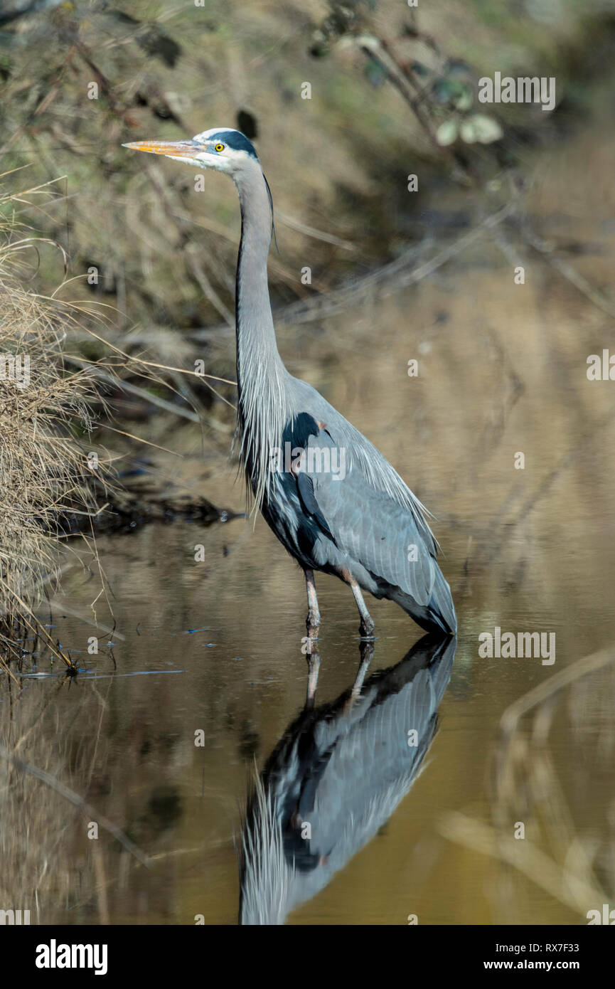 The great blue heron is a large wading bird in the heron family Ardeidae, common near the shores of open water and in wetlands over most of North America Stock Photo
