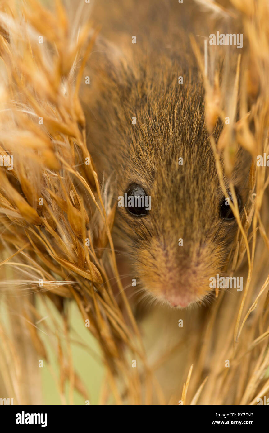 Harvest mouse face peering through straw Stock Photo Alamy