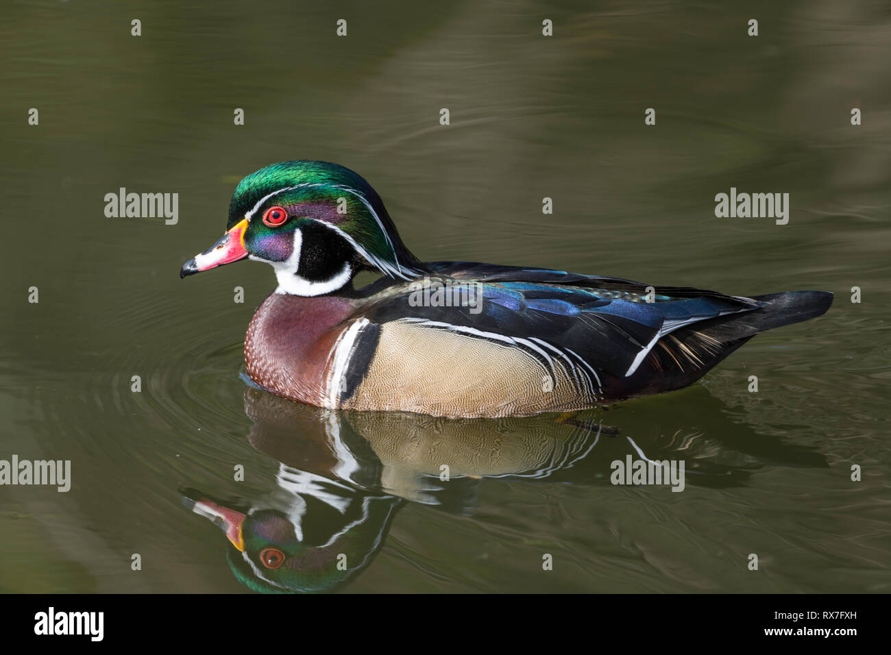 The wood duck (Aix sponsa)or Carolina duck( is a species of perching duck found in North America. It is one of the most colorful North American waterfowl Stock Photo