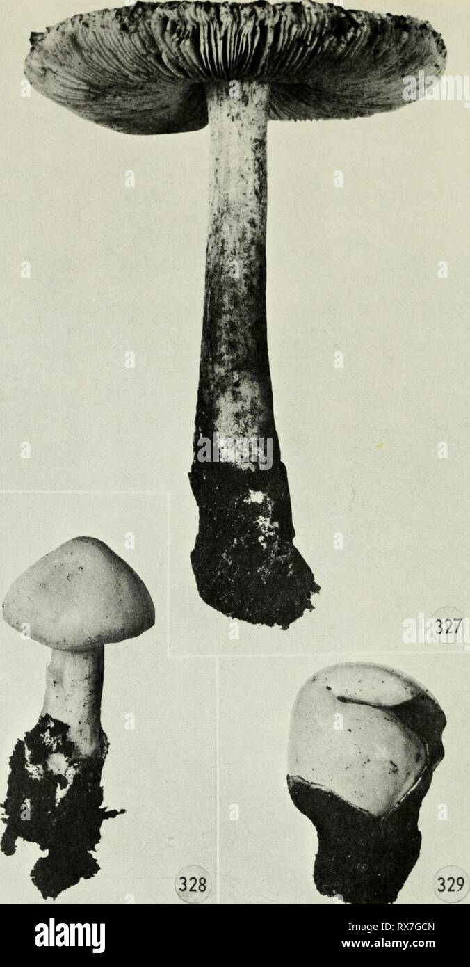 Edible and poisonous mushrooms of Edible and poisonous mushrooms of Canada ediblepoisonousm00grov Year: 1979  Figures 327-329. Volvariella speciosa. 'Ml, mature fruiting body; 328, young fruit- ing body; 329, immature fruiting body emerging from volva. 216 Stock Photo