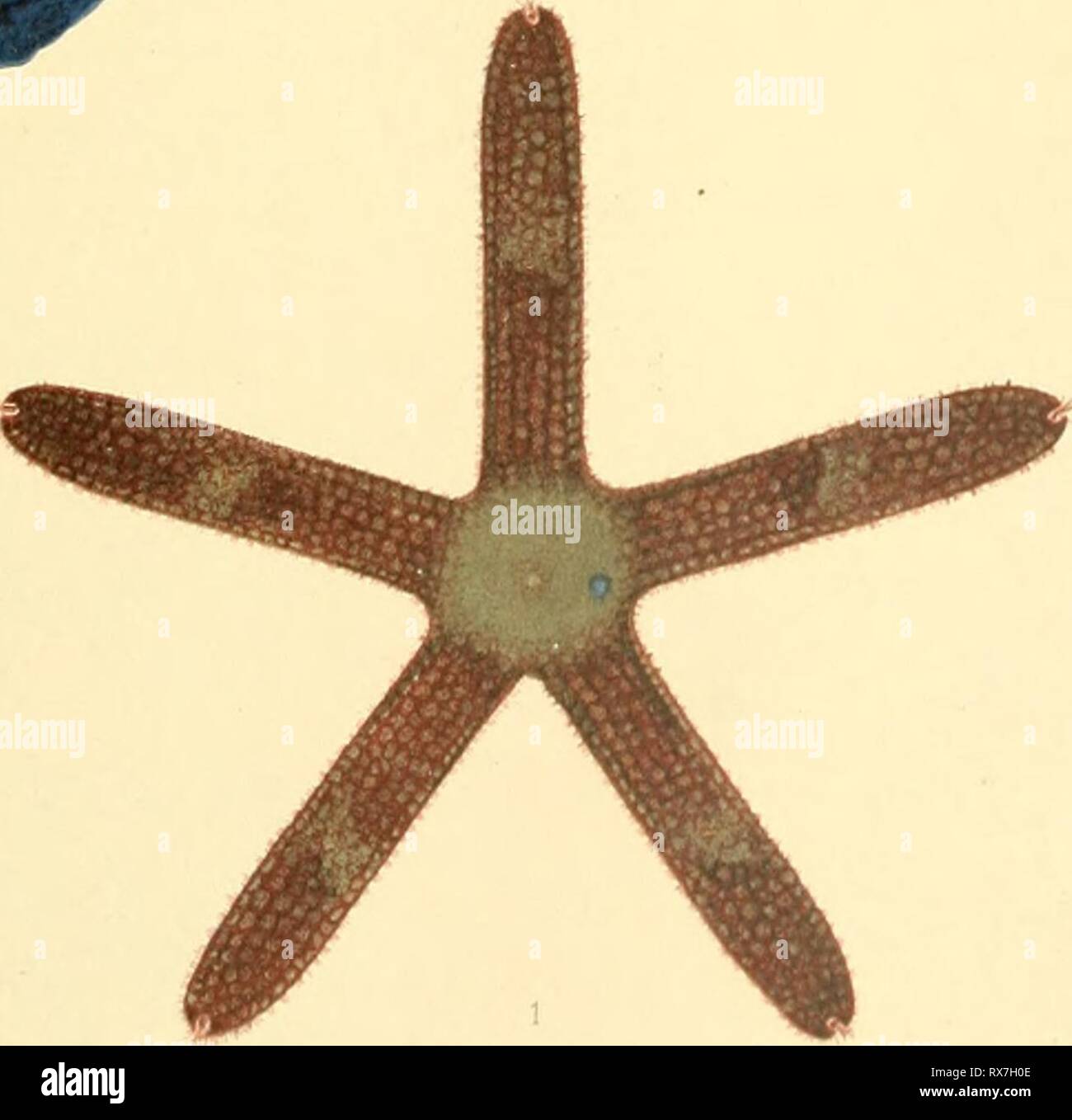 The echinoderm fauna of Torres The echinoderm fauna of Torres Strait ...