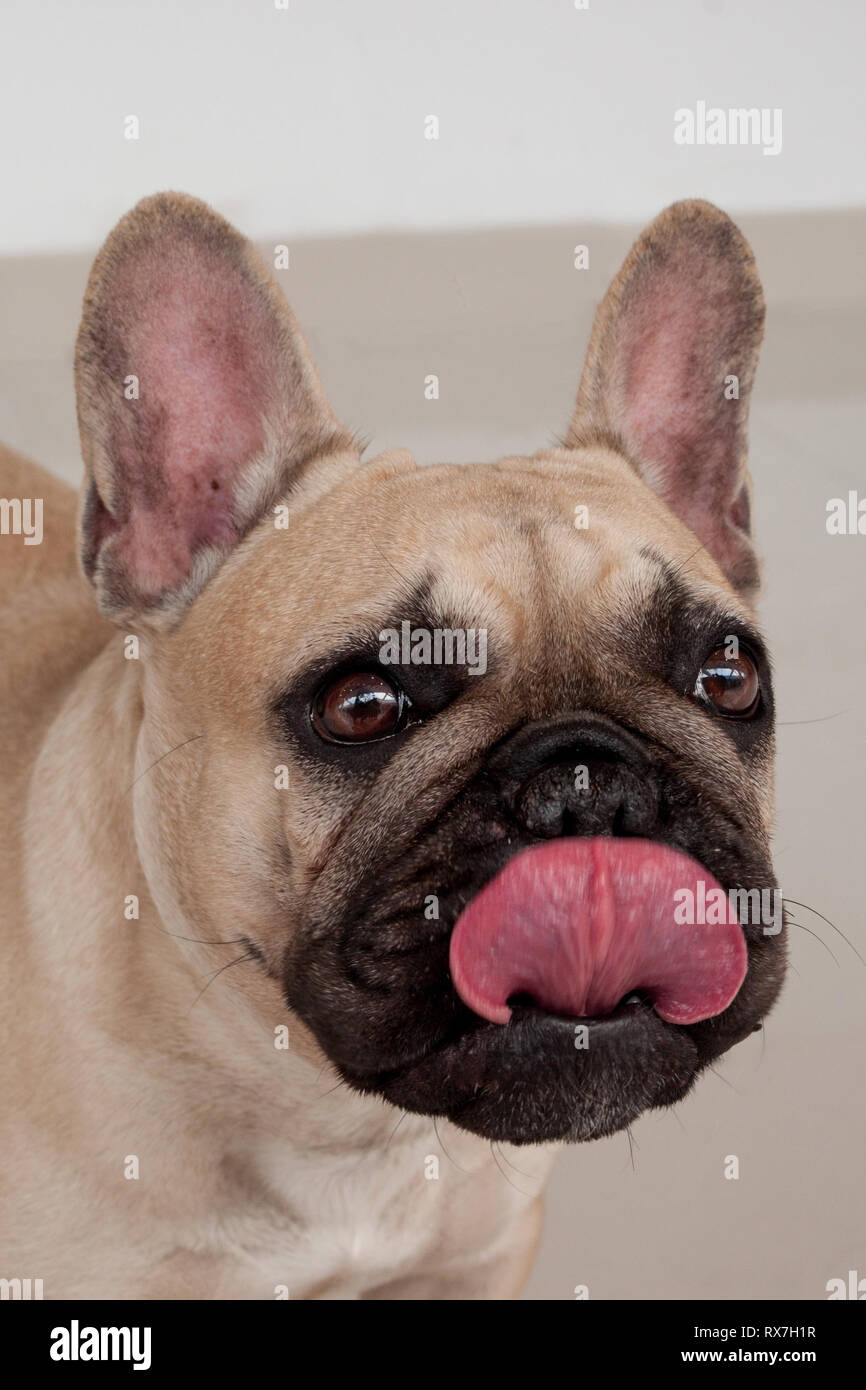 https://c8.alamy.com/comp/RX7H1R/black-masked-fawn-french-bulldog-puppy-close-up-pet-animals-purebred-dog-RX7H1R.jpg
