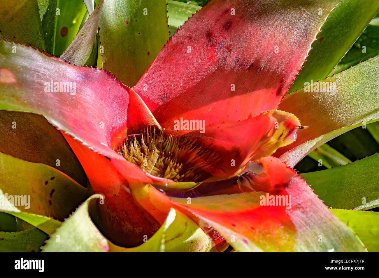 Bromeliad leaves native to the Brazilian rainforest Stock Photo