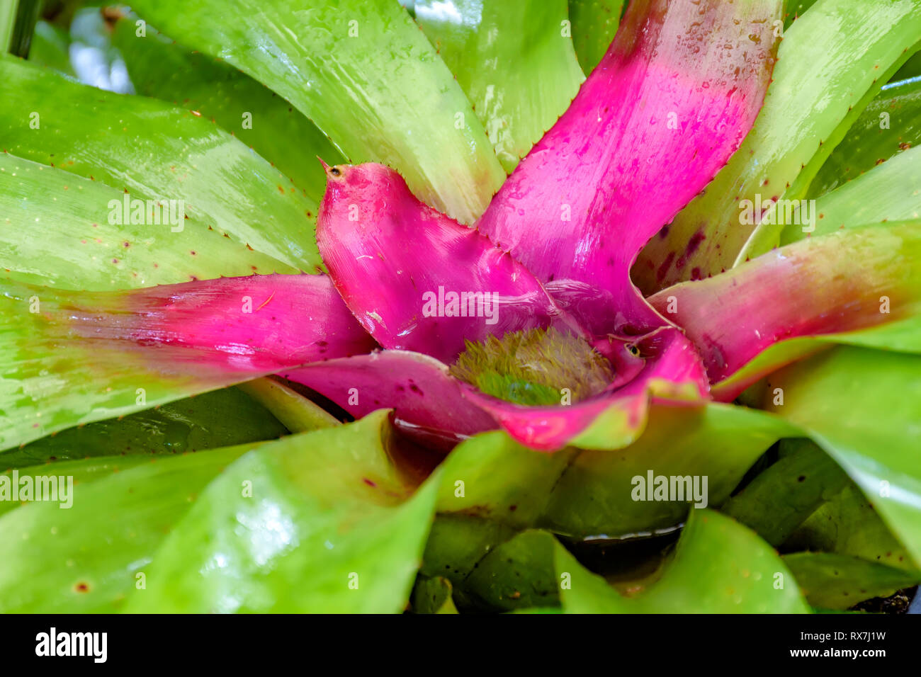 Bromeliad leaves detail native to the Brazilian rainforest Stock Photo