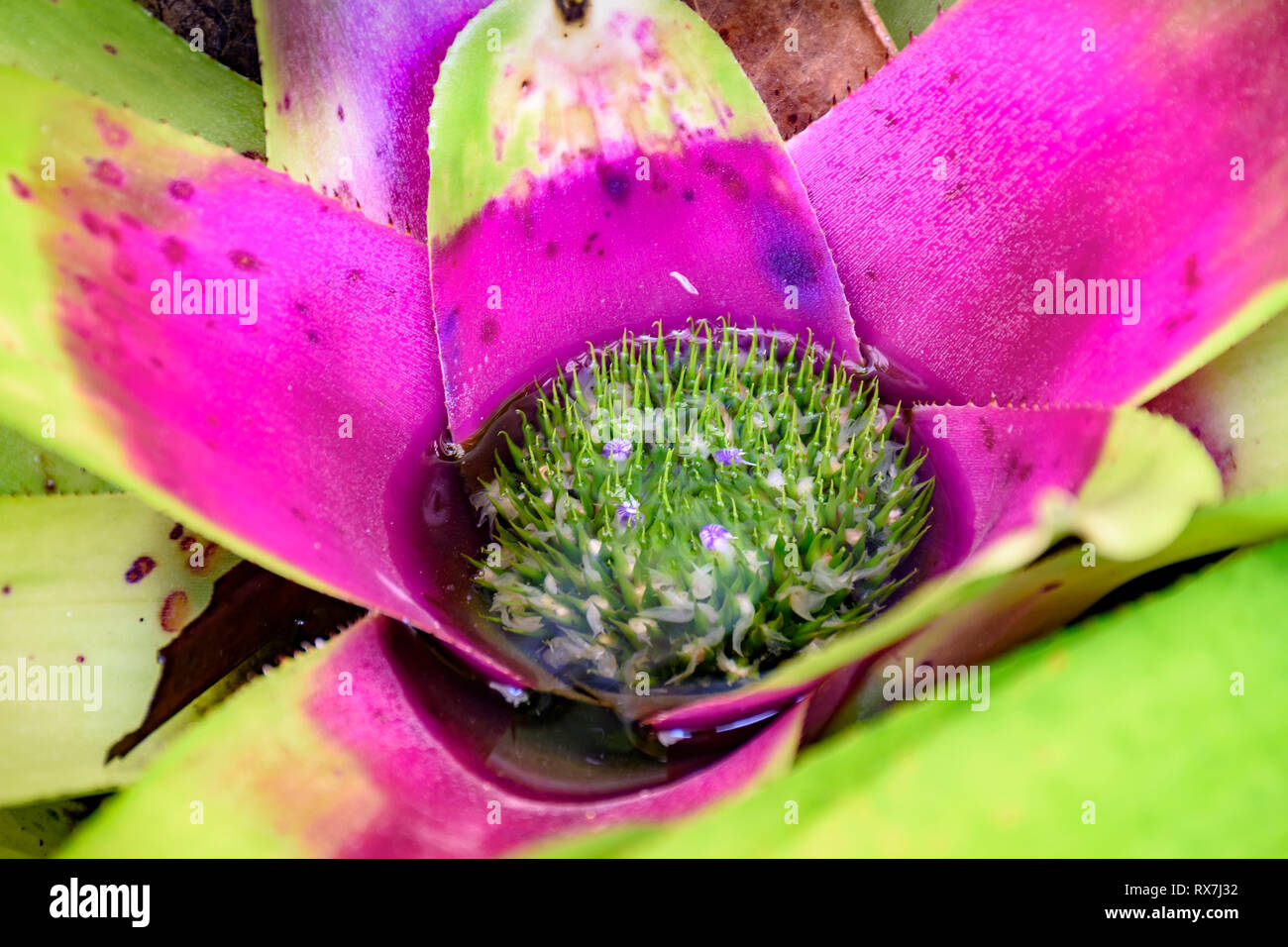 Green and pink bromeliad leaves native to the Brazilian rainforest Stock Photo
